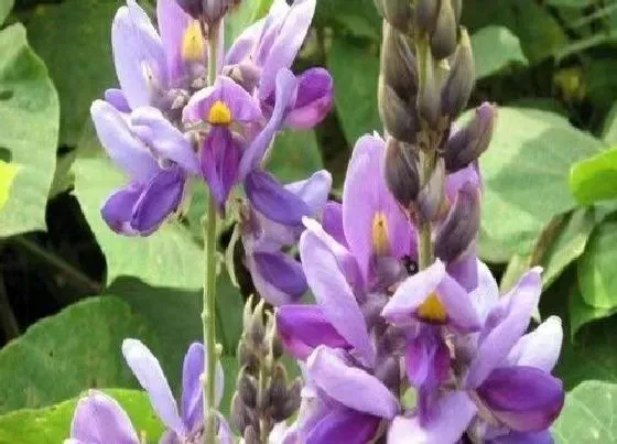 植物百科|金钱菖蒲开花吗 开花什么样子