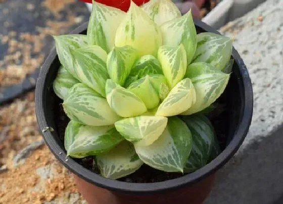 植物修剪|宝草玉露徒长了怎么办