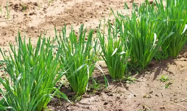 种植管理|韭菜什么时候种最好，宽叶韭菜的种植移栽方法和时间）