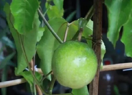 植物产地|百香果是哪里的特产