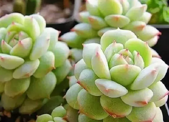 植物百科|夏天容易黑腐的多肉有哪些（夏多肉植物夏天如何防止黑腐）