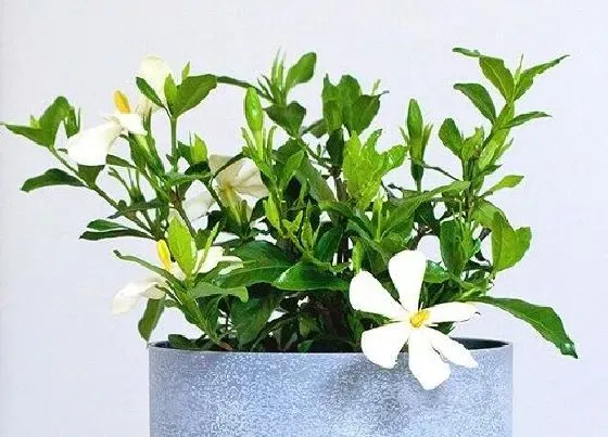 植物毒性|栀子花叶子有毒吗