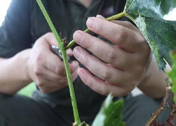 植物发芽|葡萄芽接最佳时间和技术方法