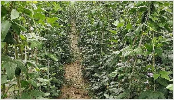 露地豆角种植时间和方法 | 农业技术