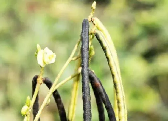 种植管理|绿豆的生长周期是多长时间