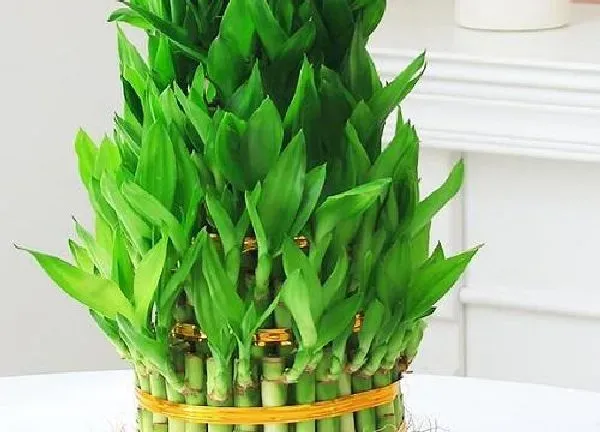植物发芽|富贵竹不发芽怎么办