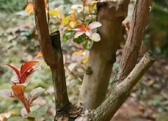 植物嫁接|紫薇花什么时候嫁接成活率高