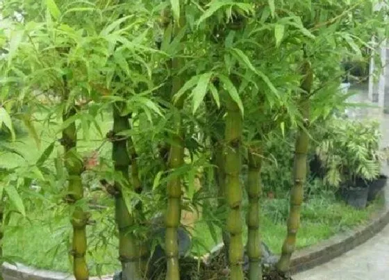 植物修剪|罗汉竹怎么修剪方法