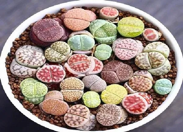 植物浇水|生石花移盆后要浇水吗