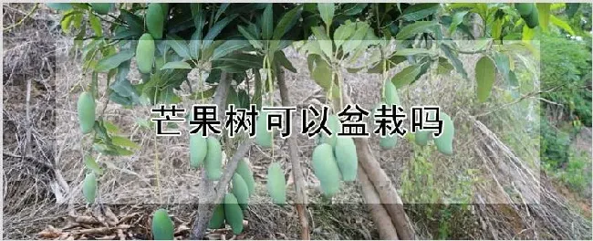 芒果树可以盆栽吗 | 养殖技术