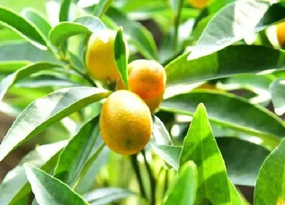 冬天植物|金桔耐多少度低温