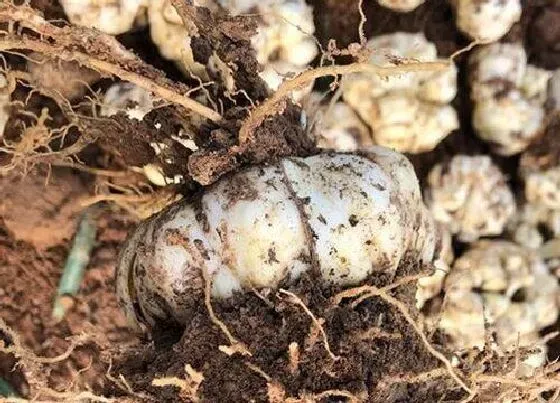 开花时间|百合种球多久能开花