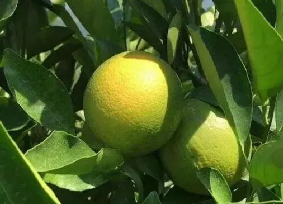 开花时间|褚橙几月份开花结果