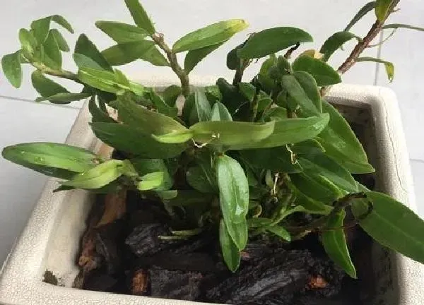 植物浇水|铁皮石斛多久浇一次水