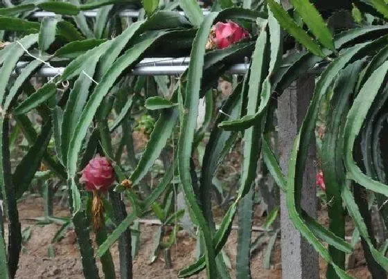 食用常识|火龙果是凉性还是热性食物