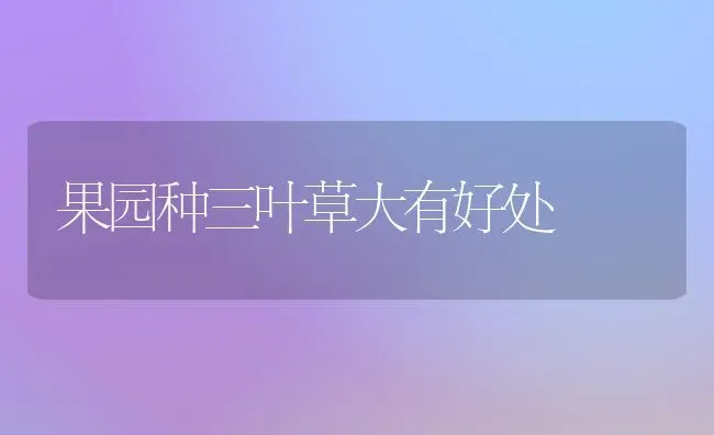果园种三叶草大有好处 | 瓜果种植