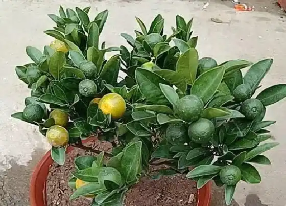 树之最|吉树有哪些