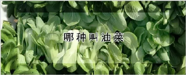 哪种叫油菜 | 自然知识