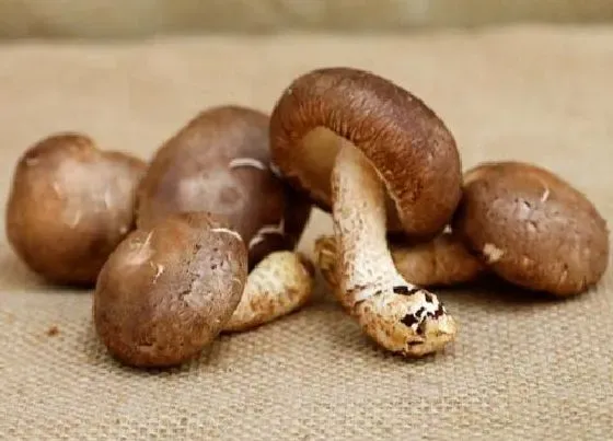 果实保存|鲜香菇可以直接冷冻保存吗（香菇能放冰箱冻起来再食用吗）