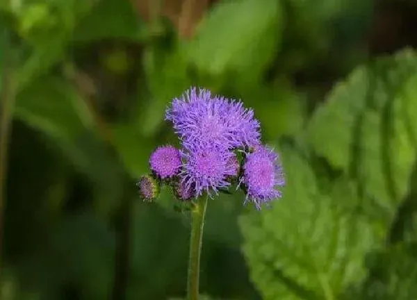 养殖科普|紫色花有哪些及花名 开紫色花的花卉品种名称及图片