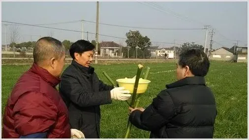 小麦白粉病症状和防治措施介绍 | 种植施肥