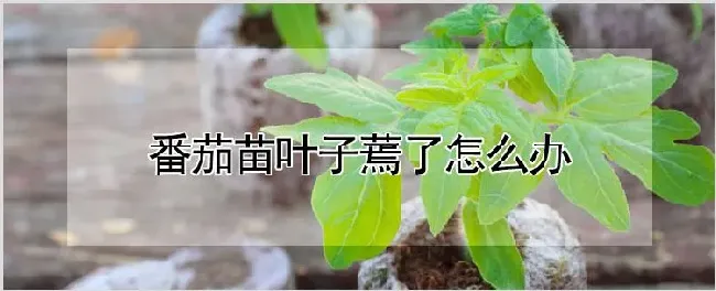 番茄苗叶子蔫了怎么办 | 农业科普