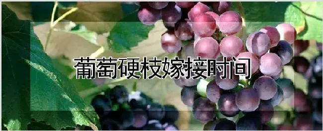 葡萄硬枝嫁接时间 | 种植资料