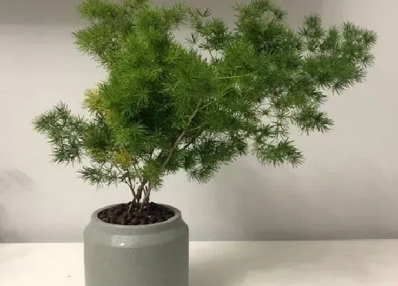 植物排行|风水盆栽植物有哪些