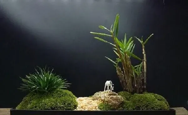 植物浇水|文竹浇什么水好 叶子长的绿