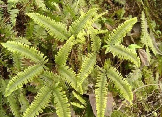 植物种类|芒萁是蕨类植物吗