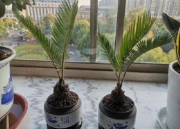 养殖科普|铁树用什么肥料比较好 铁树施什么肥生长快速更茂盛