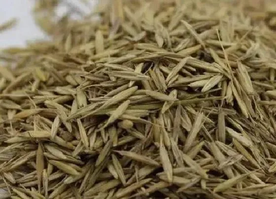 种植育种|冰草种子什么时候种植最好