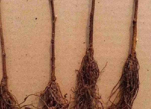 植物扦插|大樱桃可以扦插吗