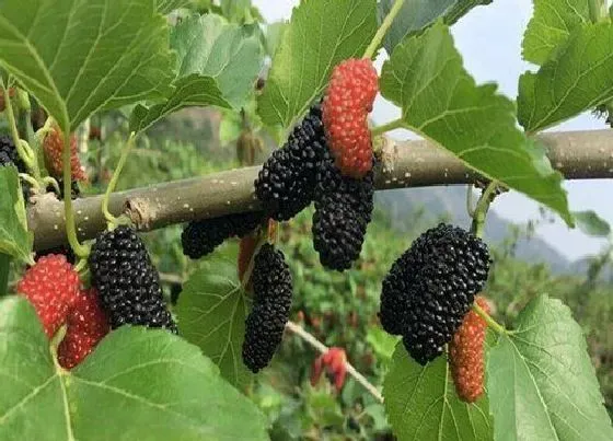 种植位置|家里可以种桑葚树吗