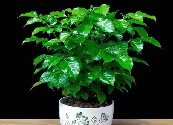 植物百科|平安树耐阴吗 是耐阴植物吗