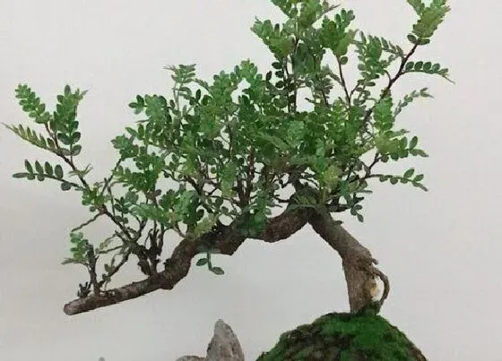 冬天植物|雀梅耐寒吗（雀梅盆景过冬的最低温度）