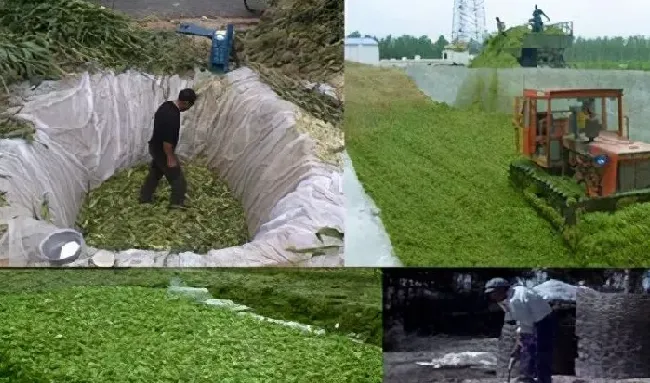 种植管理|玉米秸秆青储饲料的制作方法，青贮玉米饲料的技术要点）