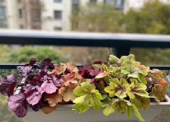 摆放常识|家里养矾根好不好 矾根可以在室内种植吗