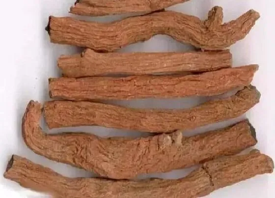 植物毒性|丹参有毒吗 可以放在室内养吗