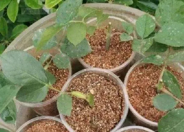 植物扦插|杜鹃扦插时间和方法