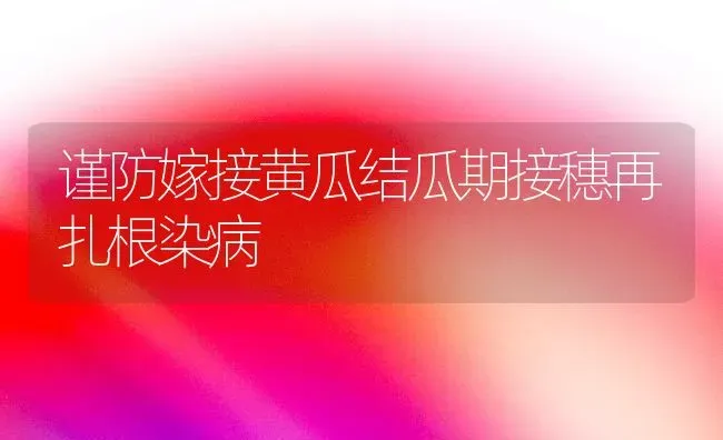 谨防嫁接黄瓜结瓜期接穗再扎根染病 | 蔬菜种植