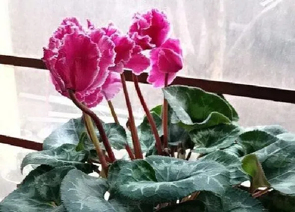 植物浇水|仙客来要几天浇一次水 春夏秋冬各不同