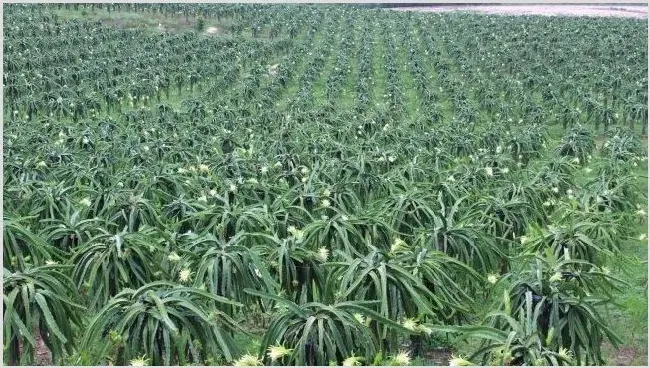 火龙果怎么修剪 | 农业技术