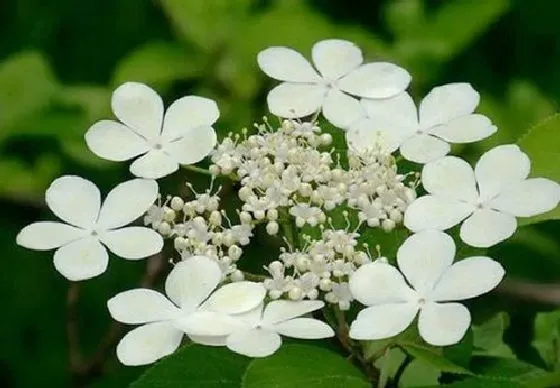 植物寓意|昆山的市花是什么花 意义是什么