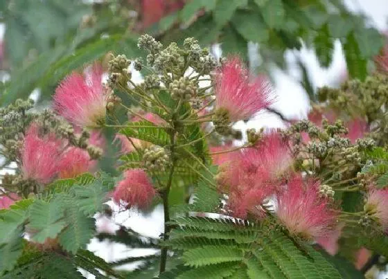 习性特点|合欢树和芙蓉树的区别 合欢树和芙蓉树是一种树吗