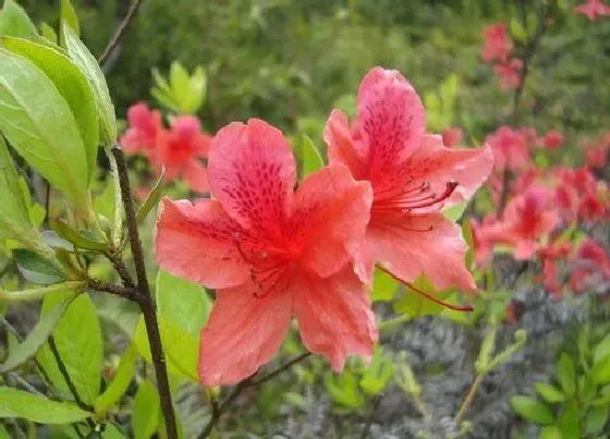 植物百科|映山红又叫什么花