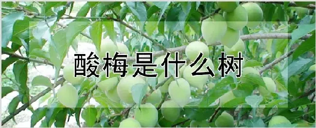 酸梅是什么树 | 自然知识