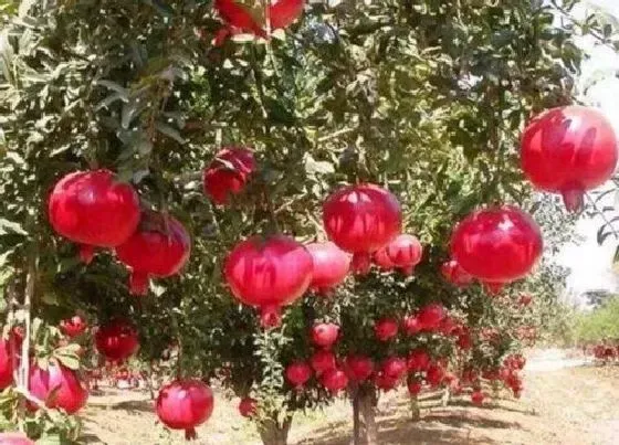 冬天植物|石榴树怎么过冬天