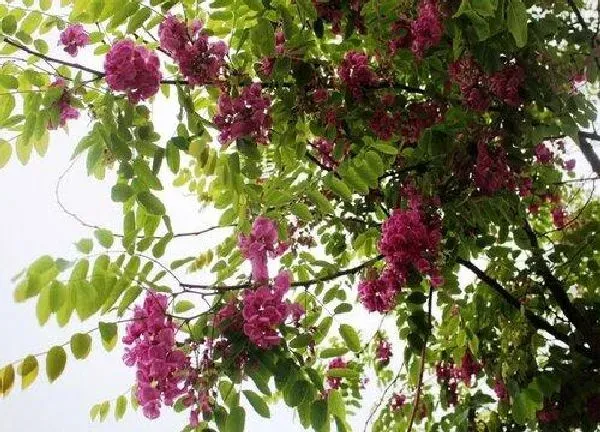 植物发芽|槐树什么时候发芽长叶