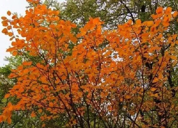 植物浇水|黄栌多久浇一次水